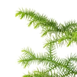 Araucaria Heterophylla - Norfolk Island Pine 22 Araucaria Heterophylla - Norfolk Island Pine -Plant Promotion Store Araucaria heterophylla Norfolk Island Pine 14x45cm close up 2