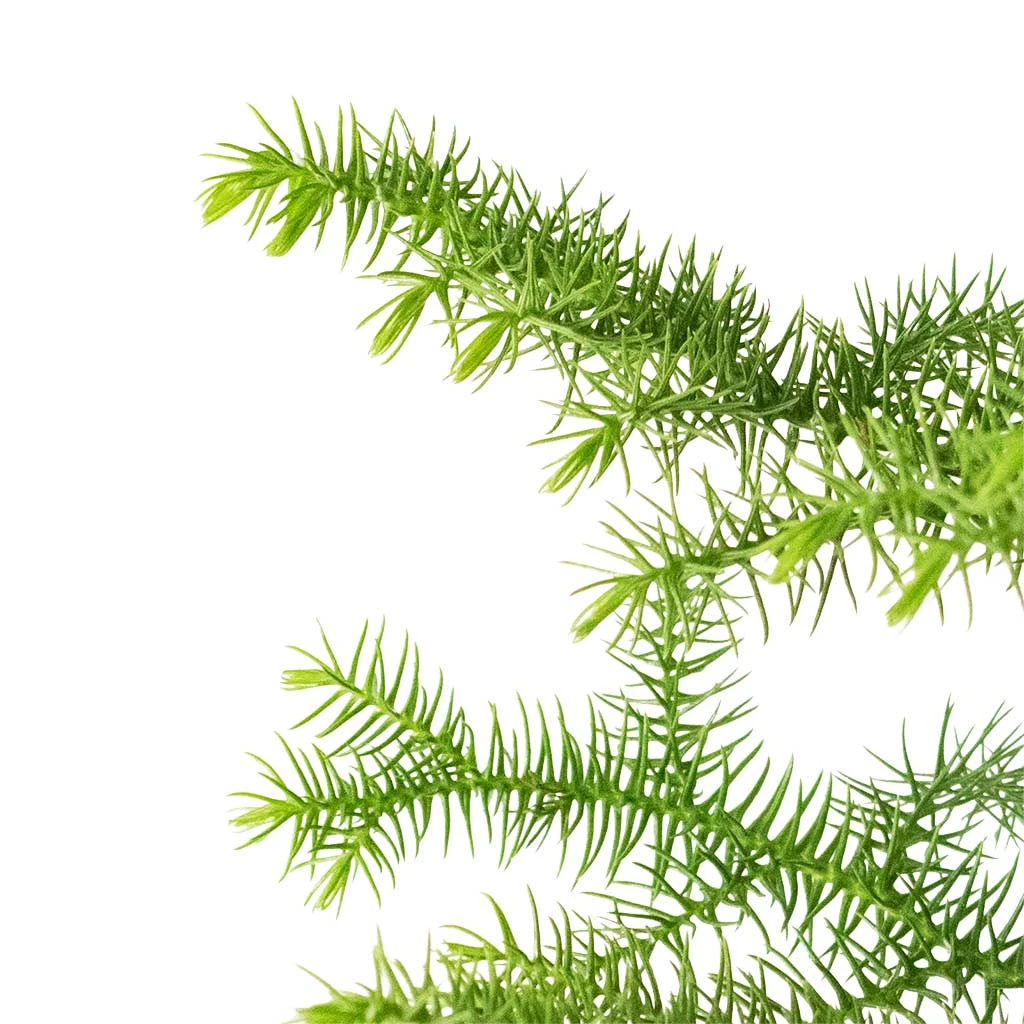 Araucaria Heterophylla - Norfolk Island Pine 6 Araucaria Heterophylla - Norfolk Island Pine - Image 4