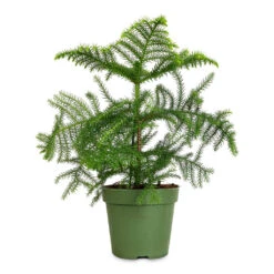 Araucaria Heterophylla - Norfolk Island Pine 28 Araucaria Heterophylla - Norfolk Island Pine -Plant Promotion Store Araucaria heterophylla Norfolk Island Pine 17x50cm