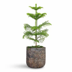 Maxim Plant Pot - Shiny Earth -Plant Promotion Store Araucaria heterophylla Norfolk Island Pine 17x50cm Maxim Plant Pot Shiny Earth 24x22cm 1