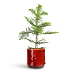 Araucaria Heterophylla - Norfolk Island Pine 25 Araucaria Heterophylla - Norfolk Island Pine -Plant Promotion Store Araucaria heterophylla Norfolk Island Pine 17x50cm Nolan Plant Pot Red 23x21cm