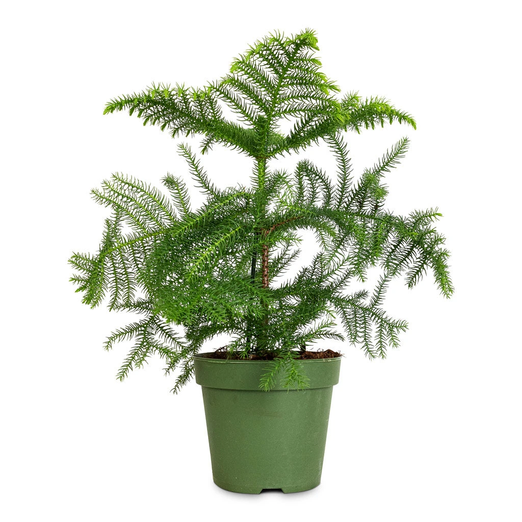 Araucaria Heterophylla - Norfolk Island Pine 12 Araucaria Heterophylla - Norfolk Island Pine - Image 10