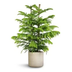 Araucaria Heterophylla - Norfolk Island Pine 32 Araucaria Heterophylla - Norfolk Island Pine -Plant Promotion Store Araucaria heterophylla Norfolk Island Pine 22x90cm Charlie Plant Pot Grey Washed 25x24cm