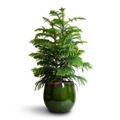 Araucaria Heterophylla - Norfolk Island Pine 21 Araucaria Heterophylla - Norfolk Island Pine -Plant Promotion Store Araucaria heterophylla Norfolk Island Pine 22x90cm Charlotte Plant Pot Green 29x25cm