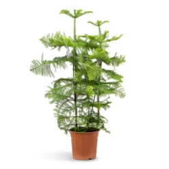 Araucaria Heterophylla - Norfolk Island Pine 31 Araucaria Heterophylla - Norfolk Island Pine -Plant Promotion Store Araucaria heterophylla Norfolk Island Pine 27x100cm