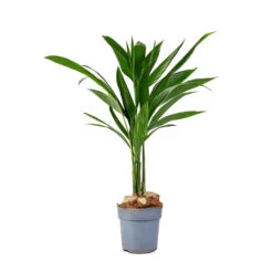 Areca Catechu - Betel Nut Palm 9 Areca Catechu - Betel Nut Palm -Plant Promotion Store Areca catechu Betel Nut Palm 12x50cm