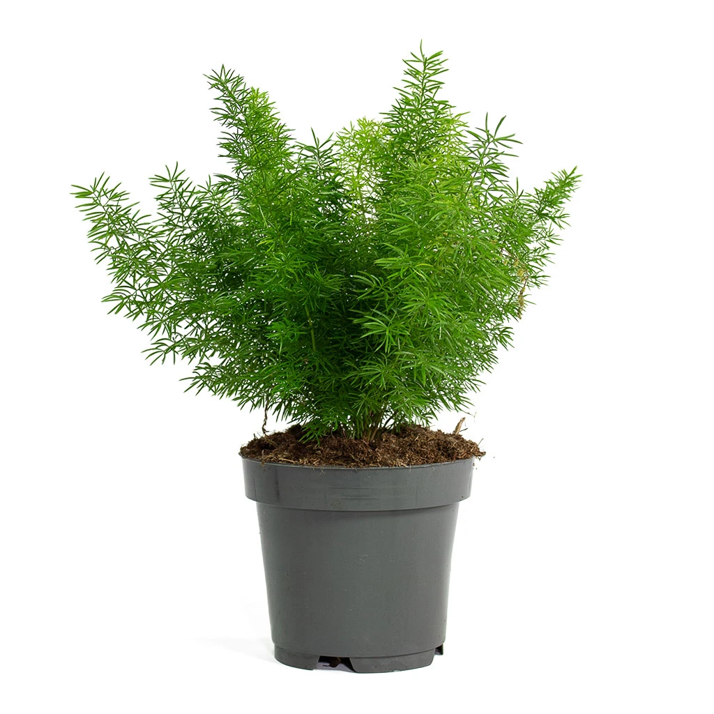 Asparagus Densiflorus Myersii - Foxtail Fern 6 Asparagus Densiflorus Myersii - Foxtail Fern - Image 4