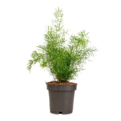 Asparagus Densiflorus Sprengeri - Emerald Feather Fern 13 Asparagus Densiflorus Sprengeri - Emerald Feather Fern -Plant Promotion Store Asparagus densiflorus Myersii Foxtail Fern 12x30cm