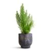 Asparagus Densiflorus Myersii - Foxtail Fern -Plant Promotion Store Asparagus densiflorus Myersii Foxtail Fern 12x30cm Dave Plant Pot Earth 14x13cm