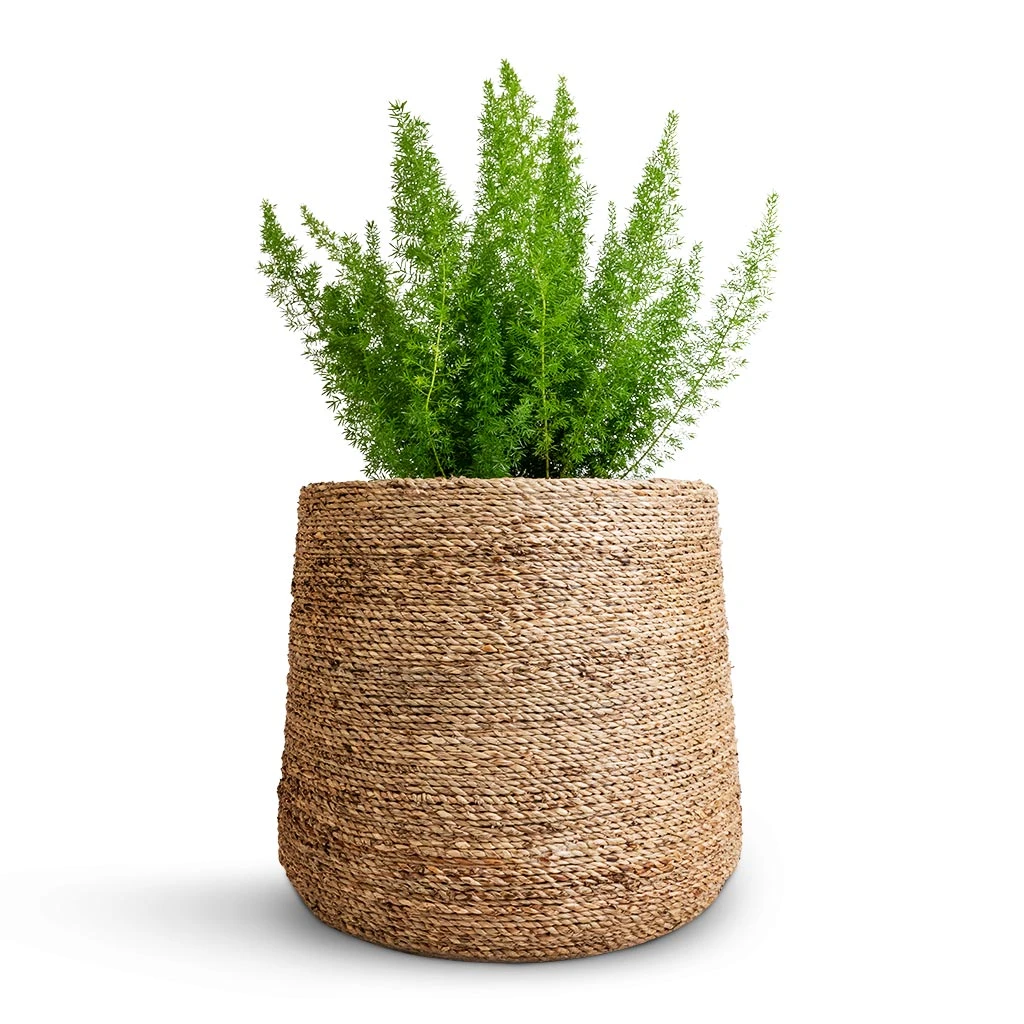 Patt Plant Pot - Straw Grass 8 Patt Plant Pot - Straw Grass - Image 6