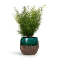 Asparagus Densiflorus Sprengeri - Emerald Feather Fern 16 Asparagus Densiflorus Sprengeri - Emerald Feather Fern -Plant Promotion Store Asparagus densiflorus Sprengeri Emerald Feather Fern 12x30cm Lindy Plant Pot Black Green 19x16cm