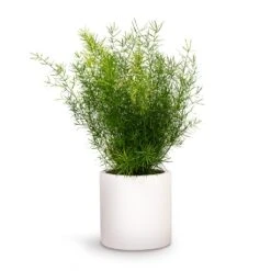 Asparagus Densiflorus Sprengeri - Emerald Feather Fern 17 Asparagus Densiflorus Sprengeri - Emerald Feather Fern -Plant Promotion Store Asparagus densiflorus Sprengeri Emerald Feather Fern 12x30cm Puk Planter Matt White 15x15cm