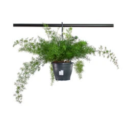 Asparagus Densiflorus Sprengeri - Emerald Feather Fern 18 Asparagus Densiflorus Sprengeri - Emerald Feather Fern -Plant Promotion Store Asparagus densiflorus Sprengeri Emerald Feather Fern 19cm