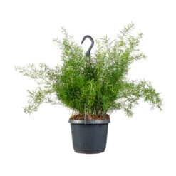 Asparagus Densiflorus Sprengeri - Emerald Feather Fern 14 Asparagus Densiflorus Sprengeri - Emerald Feather Fern -Plant Promotion Store Asparagus densiflorus Sprengeri Emerald Feather Fern 19x60cm