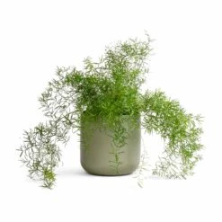 Lisbon Plant Pot - Sage -Plant Promotion Store Asparagus densiflorus Sprengeri Emerald Feather Fern 19x60cm Lisbon Plant Pot Sage 21x21cm