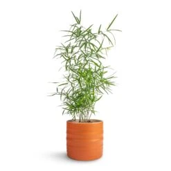 Asparagus Falcatus - Sicklethorn 17 Asparagus Falcatus - Sicklethorn -Plant Promotion Store Asparagus falcatus Sicklehorn 12x40cm Hadleigh Plant Pot Amber 14x13cm b7ce8b90 1041 49db a029 51447dc30899