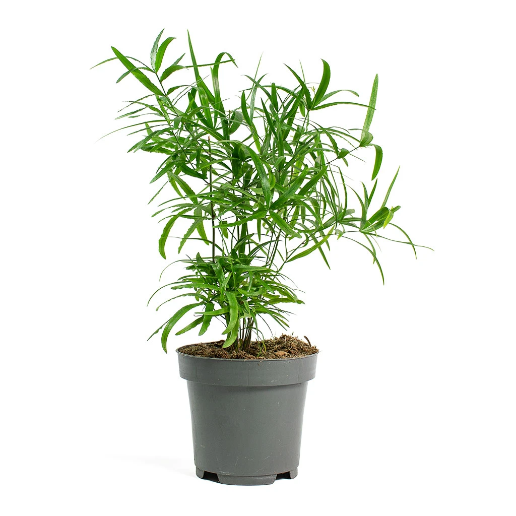 Asparagus Falcatus - Sicklethorn 10 Asparagus Falcatus - Sicklethorn - Image 8