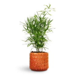 Flor Plant Pot - Orange -Plant Promotion Store Asparagus falcatus Sicklethorn 12x40cm Flor Plant Pot Orange 14x12cm 1