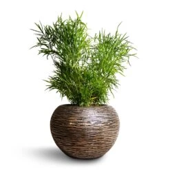 Luxe Lite Wrinkle Globe Planter - Bronze 18 Luxe Lite Wrinkle Globe Planter - Bronze -Plant Promotion Store Asparagus falcatus Sicklethorn 17x45cm Luxe Lite Wrinkle Globe Planter Bronze 33x24cm 4865951d 32cd 46d4 9b81 105ca6d35390