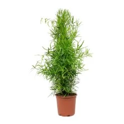 Asparagus Falcatus - Sicklethorn 13 Asparagus Falcatus - Sicklethorn -Plant Promotion Store Asparagus falcatus Sicklethorn