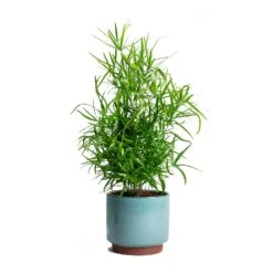 Malibu Plant Pot - Blue -Plant Promotion Store Asparagus falcatus Sicklethorn Malibu Plant Pot 72c99a65 1c7f 4626 b9c3 09019c94725a