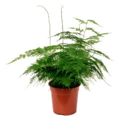 Asparagus Setaceus - Lace Fern -Plant Promotion Store Asparagus setaceus 60cm