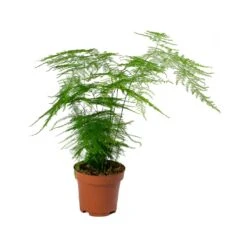 Asparagus Setaceus - Lace Fern -Plant Promotion Store Asparagus setaceus Lace Fern 12x30cm