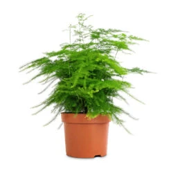 Asparagus Setaceus - Lace Fern -Plant Promotion Store Asparagus setaceus Lace Fern 12x35cm 3