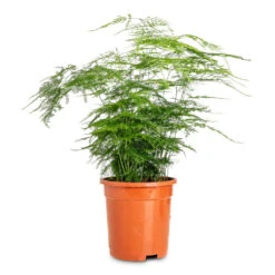 Asparagus Setaceus - Lace Fern -Plant Promotion Store Asparagus setaceus Lace Fern 17x45cm