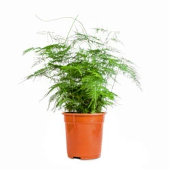 Asparagus Setaceus - Lace Fern -Plant Promotion Store Asparagus setaceus Lace Fern 21x50cm