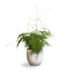 Asparagus Setaceus - Lace Fern -Plant Promotion Store Asparagus setaceus Lace Fern 21x50cm Cas Plant Pot Cool Grey 25x23cm