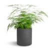 Asparagus Setaceus - Lace Fern -Plant Promotion Store Asparagus setaceus Lace Fern 21x50cm Puk Plant Pot Black Washed 25x25cm