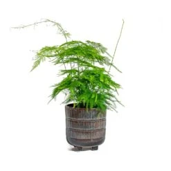 Asparagus Setaceus - Lace Fern -Plant Promotion Store Asparagus setaceus Lace Fern Denise Plant Pot Blue Bronze
