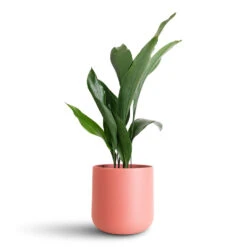 Lisbon Plant Pot - Blush Rose -Plant Promotion Store Aspidistra 15x60cm Lisbon Pot Blush Rose 18.5x18.5cm