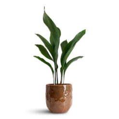 Aspidistra - Cast Iron Plant 34 Aspidistra - Cast Iron Plant -Plant Promotion Store Aspidistra 17x70cm Brian Pot Desert 23x22cm