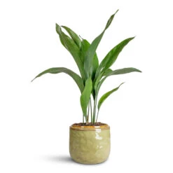 Mabel Plant Pot - Sage 15 Mabel Plant Pot - Sage -Plant Promotion Store Aspidistra 17x70cm Mabel Pot Sage 21x17cm