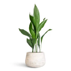 Aspidistra - Cast Iron Plant 29 Aspidistra - Cast Iron Plant -Plant Promotion Store Aspidistra 21x90cm Algar Darcy Planter White 37x24cm