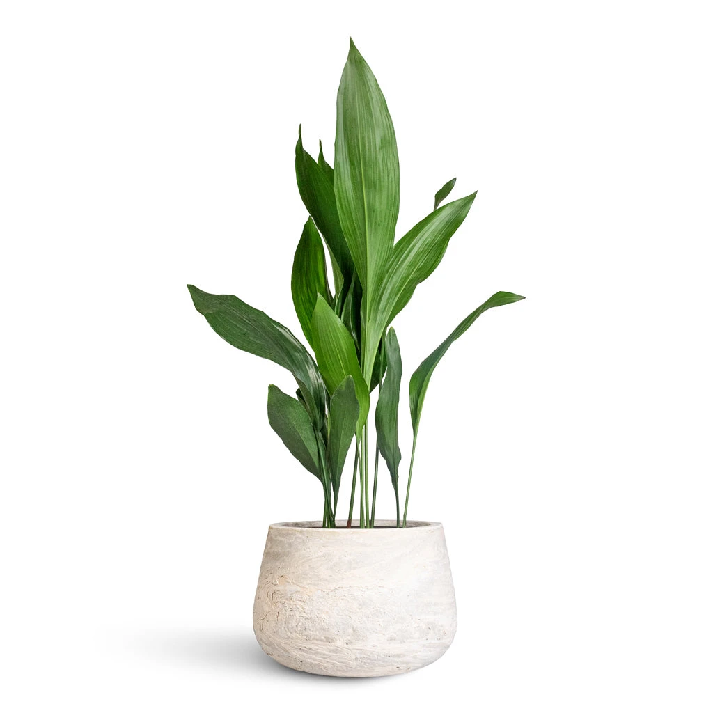 Aspidistra - Cast Iron Plant 10 Aspidistra - Cast Iron Plant - Image 8