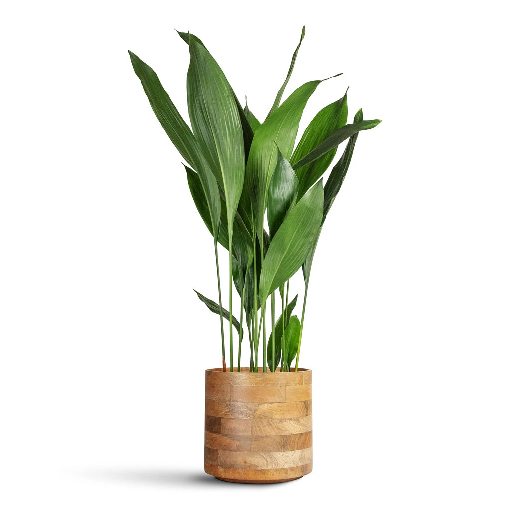 Aspidistra - Cast Iron Plant 3 Aspidistra - Cast Iron Plant