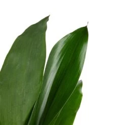 Aspidistra - Cast Iron Plant 33 Aspidistra - Cast Iron Plant -Plant Promotion Store Aspidistra Cast Iron Plant 13x50cm 3