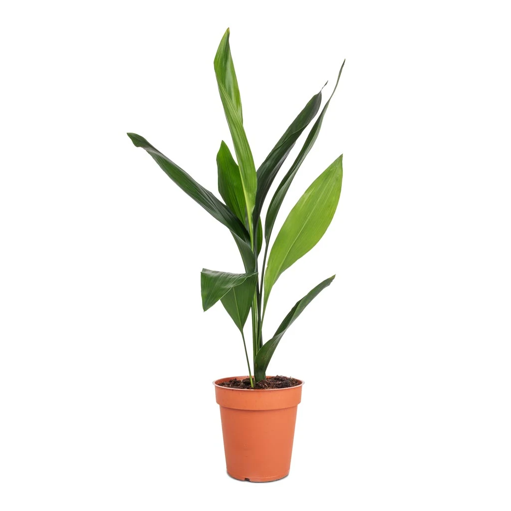 Aspidistra - Cast Iron Plant 7 Aspidistra - Cast Iron Plant - Image 5