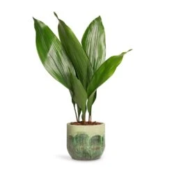 Aspidistra - Cast Iron Plant 24 Aspidistra - Cast Iron Plant -Plant Promotion Store Aspidistra Cast Iron Plant 13x50cm Moon Plant Pot Jungle 15x13cm c0c3f8bc d5f1 4c65 a265 96183b87e40f