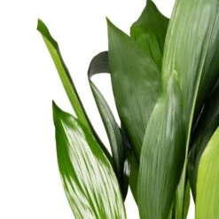 Aspidistra - Cast Iron Plant 25 Aspidistra - Cast Iron Plant -Plant Promotion Store Aspidistra Cast Iron Plant 15x60cm 2