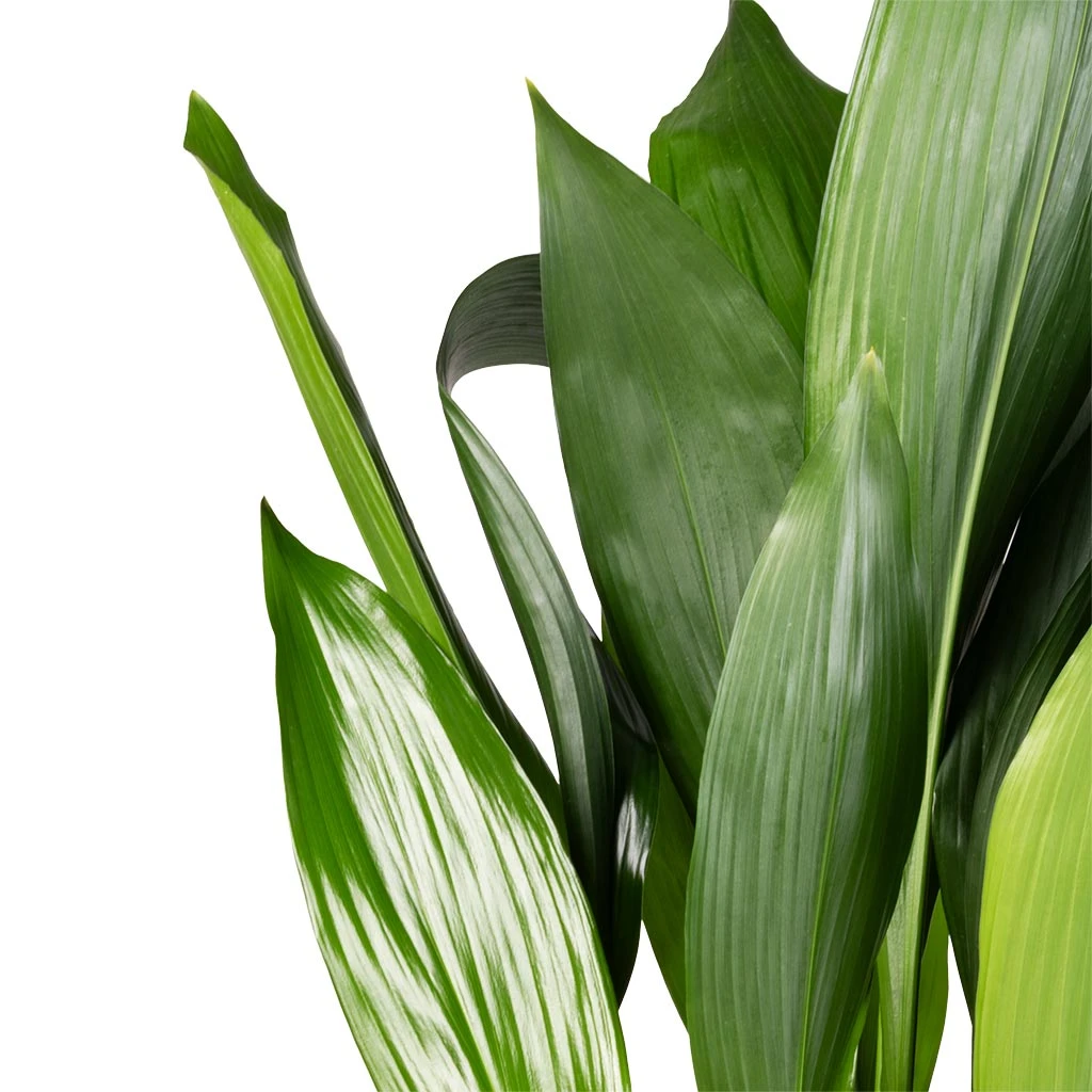 Aspidistra - Cast Iron Plant 6 Aspidistra - Cast Iron Plant - Image 4