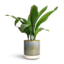 Aspidistra - Cast Iron Plant 27 Aspidistra - Cast Iron Plant -Plant Promotion Store Aspidistra Cast Iron Plant 15x60cm Copenhagen Plant Pot Aqua 18.5x19.5cm 0d03bc16 f67a 428a b26a 34b55acbc131