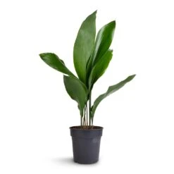 Aspidistra - Cast Iron Plant 30 Aspidistra - Cast Iron Plant -Plant Promotion Store Aspidistra Cast Iron Plant 15x60cm 99aef96f a9bd 424d 852b 74f9dbbdc04a