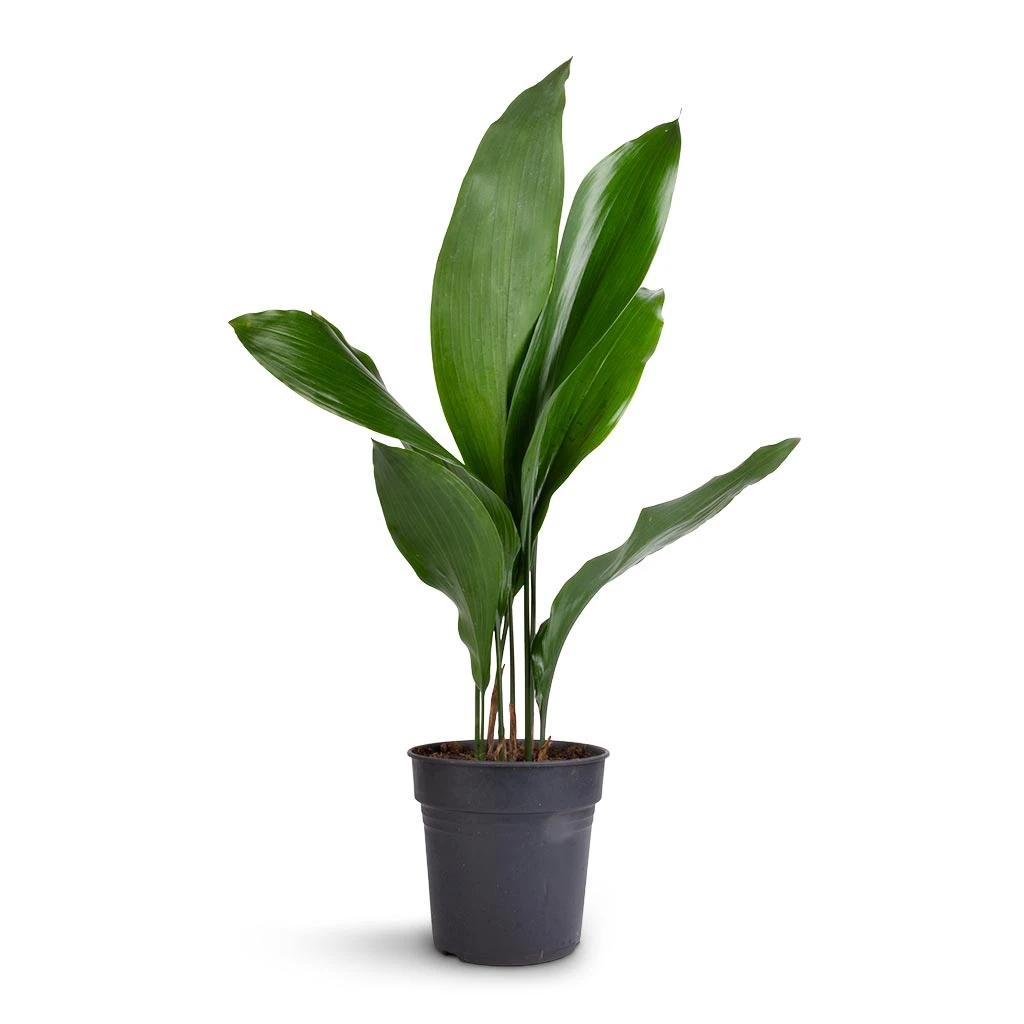 Aspidistra - Cast Iron Plant 11 Aspidistra - Cast Iron Plant - Image 9