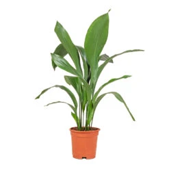 Aspidistra - Cast Iron Plant 35 Aspidistra - Cast Iron Plant -Plant Promotion Store Aspidistra Cast Iron Plant 17x70cm