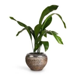 Aspidistra - Cast Iron Plant 36 Aspidistra - Cast Iron Plant -Plant Promotion Store Aspidistra Cast Iron Plant 17x80cm Luxe Lite Layer Globe Planter Bronze 28x20cm de5057ff 148b 4c39 9039 d945d87d5572