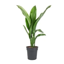 Aspidistra - Cast Iron Plant 32 Aspidistra - Cast Iron Plant -Plant Promotion Store Aspidistra Cast Iron Plant 19x80cm